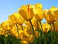 Tulips (Copy)